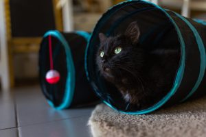 7 Coolest Cat Gadgets of 2024: Ultimate Pet Care Innovations!