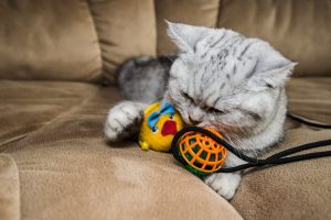 Best Cat Toys- Here’s What You Need To Know About Them